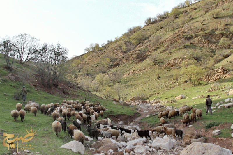 سرسبزی فریبنده مراتع استان قزوین
