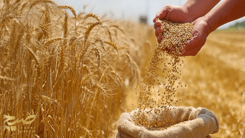خرید بیش از ۱۷ هزار تن گندم از کشاورزان قزوینی
