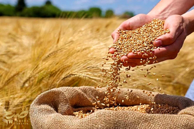 خرید بیش از ۱۵۰ هزار تن گندم در قزوین